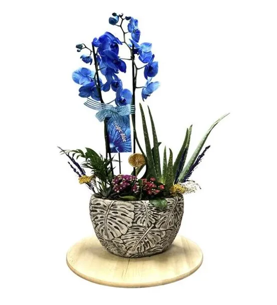 Deluxe Magic Blue & Violet Garden Orkide